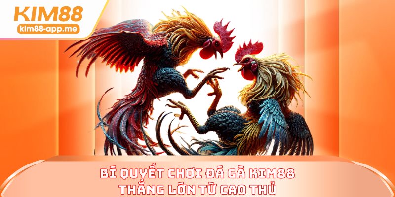 Bí quyết chơi đá gà KIM88 thắng lớn từ cao thủ Bí quyết chơi đá gà KIM88 thắng lớn từ cao thủ
