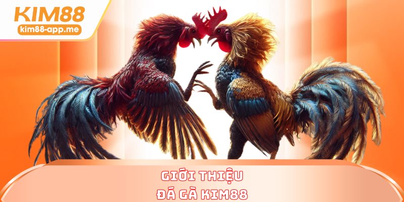 Giới thiệu đá gà KIM88 Giới thiệu đá gà KIM88